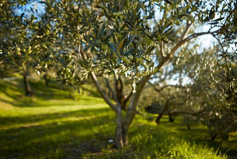 Istrian olive growers