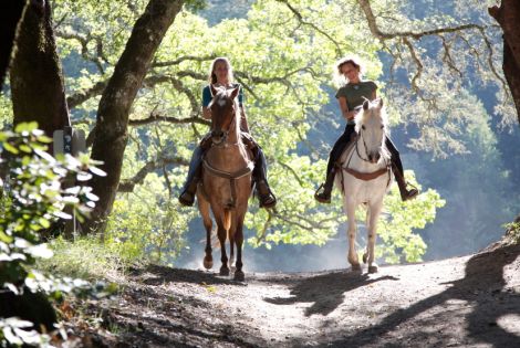 Veterinary facilities